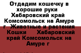 Отдадим кошечку в хорошие руки - Хабаровский край, Комсомольск-на-Амуре г. Животные и растения » Кошки   . Хабаровский край,Комсомольск-на-Амуре г.